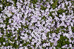 Early Spring Blue Moss Phlox (Phlox subulata 'Early Spring Blue') at Stonegate Gardens