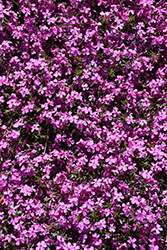 Early Spring Dark Pink Moss Phlox (Phlox subulata 'Early Spring Dark Pink') at Stonegate Gardens