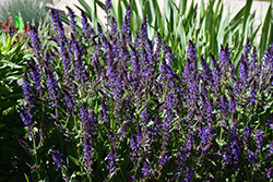 Violet Riot Sage (Salvia nemorosa 'Violet Riot') at Stonegate Gardens