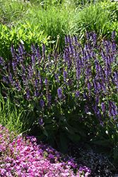 Violet Riot Sage (Salvia nemorosa 'Violet Riot') at Lakeshore Garden Centres