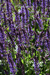 Violet Riot Sage (Salvia nemorosa 'Violet Riot') at Lakeshore Garden Centres