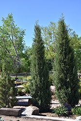 Woodward Columnar Juniper (Juniperus scopulorum 'Woodward') at Stonegate Gardens
