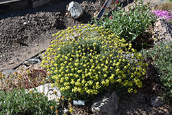 Kannah Creek Sulphur Flower Buckwheat (Eriogonum umbellatum 'Psdowns') at Stonegate Gardens