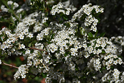 English Hawthorn (Crataegus laevigata) at Lakeshore Garden Centres