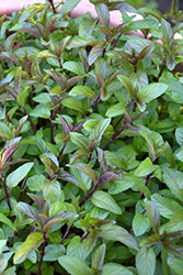 Chocolate Mint (Mentha x piperita 'Chocolate') at The Mustard Seed