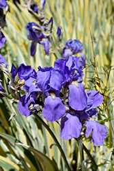 Variegated Sweet Iris (Iris pallida 'Variegata') at Lakeshore Garden Centres