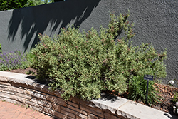 Fernbush (Chamaebatiaria millefolium) at Stonegate Gardens