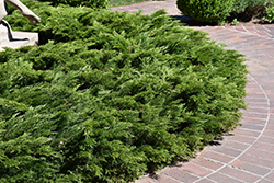 Calgary Carpet Juniper (Juniperus sabina 'Calgary Carpet') at Stonegate Gardens