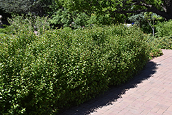 Alpine Currant (Ribes alpinum) at Lakeshore Garden Centres