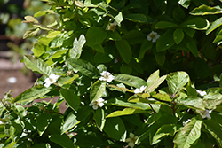 Marron Medlar (Mespilus germanica 'Marron') at Stonegate Gardens