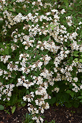 Beautybush (Kolkwitzia amabilis) at Lakeshore Garden Centres