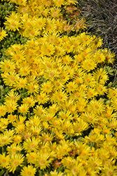 Yellow Ice Plant (Delosperma nubigenum) at Stonegate Gardens