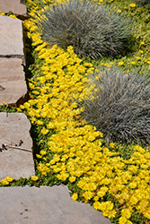 Yellow Ice Plant (Delosperma nubigenum) at Stonegate Gardens