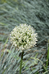 White Giant Ornamental Onion (Allium 'White Giant') at Lakeshore Garden Centres