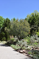 Mountain Mahogany (Cercocarpus ledifolius) at Lakeshore Garden Centres