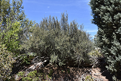 Mountain Mahogany (Cercocarpus ledifolius) at Stonegate Gardens