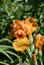 Savannah Sunset Iris (Iris 'Savannah Sunset') at Stonegate Gardens