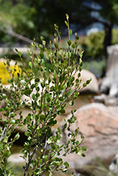 American Dwarf Birch (Betula glandulosa) at Stonegate Gardens