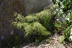 Trost's Dwarf European Birch (Betula pendula 'Trost's Dwarf') at Stonegate Gardens