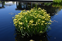 Yellow Flag Iris (Iris pseudacorus) at Lakeshore Garden Centres