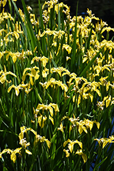 Yellow Flag Iris (Iris pseudacorus) at Lakeshore Garden Centres