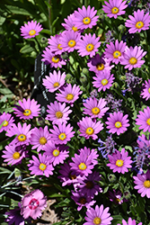 Purple Mountain Sun Daisy (Osteospermum barberiae 'P005S') at Stonegate Gardens