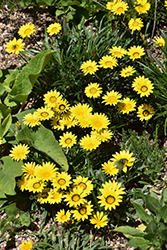 Colorado Gold Gazania (Gazania linearis 'Colorado Gold') at Lakeshore Garden Centres