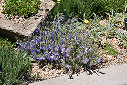 Silverton Bluemat Penstemon (Penstemon linarioides 'P014S') at Stonegate Gardens
