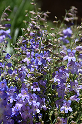 Silverton Bluemat Penstemon (Penstemon linarioides 'P014S') at Stonegate Gardens