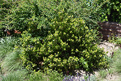 Greenleaf Manzanita (Arctostaphylos patula) at Stonegate Gardens
