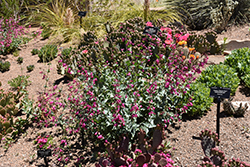 Desert Beard Tongue (Penstemon pseudospectabilis) at A Very Successful Garden Center