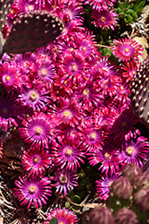 Jewel Of Desert Garnet Ice Plant (Delosperma 'Jewel Of Desert Garnet') at Stonegate Gardens