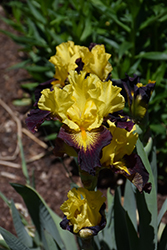 Explicit Iris (Iris 'Explicit') at Lakeshore Garden Centres