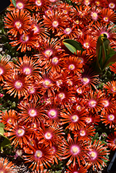 Red Mountain Flame Ice Plant (Delosperma 'PWWG02S') at Stonegate Gardens