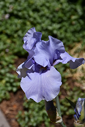 Pacific Mist Iris (Iris 'Pacific Mist') at Stonegate Gardens