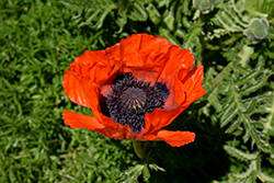 Beauty of Livermere Poppy (Papaver orientale 'Beauty of Livermere') at Lakeshore Garden Centres