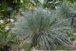Saphirsprudel Blue Oat Grass (Helictotrichon sempervirens 'Saphirsprudel') at Stonegate Gardens