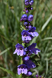 Prairie Jewel Purple Beard Tongue (Penstemon 'P010S') at A Very Successful Garden Center