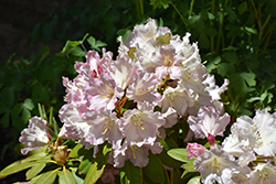 Hoopla Rhododendron (Rhododendron 'Hoopla') at Stonegate Gardens
