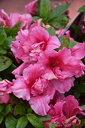Bloom-A-Thon Hot Pink Reblooming Azalea (Rhododendron 'RLH1-11P1') at Stonegate Gardens