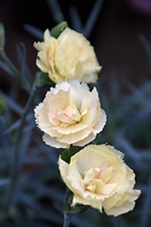 Premier Hello Yellow Pinks (Dianthus 'Wp19 Val01') at A Very Successful Garden Center