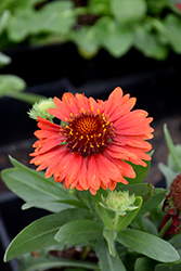 SpinTop Red Blanket Flower (Gaillardia aristata 'SpinTop Red') at Lakeshore Garden Centres