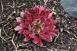 Chick Charms Lotus Blossom; Hens And Chicks (Sempervivum 'Lotus Blossom') at Stonegate Gardens
