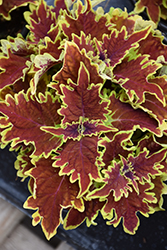 Copperhead Coleus (Solenostemon scutellarioides 'Copperhead') at Lakeshore Garden Centres