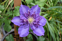 Royalty Clematis (Clematis 'Royalty') at Stonegate Gardens