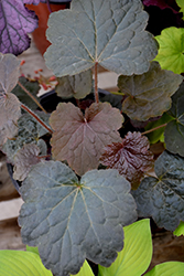 Northern Exposure Black Coral Bells (Heuchera 'TNHEUNEB') at Lakeshore Garden Centres