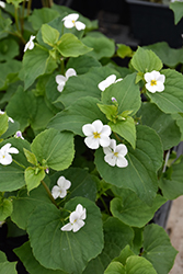 Western Canada White Violet (Viola rugulosa) at A Very Successful Garden Center