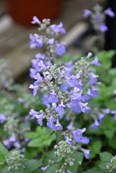 Picture Purrfect Catmint (Nepeta 'Picture Purrfect') at Stonegate Gardens