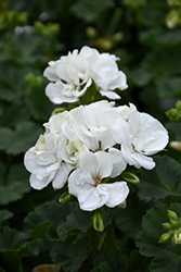 Fantasia White Geranium (Pelargonium 'Fantasia White') at Stonegate Gardens