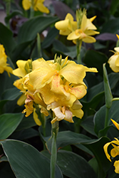 Tropical Yellow Canna (Canna 'Tropical Yellow') at Stonegate Gardens